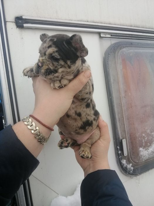 Чистокровні Французики хлопчики та дівчатка є доставка