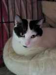 Olaf. Kocurek do adopcji