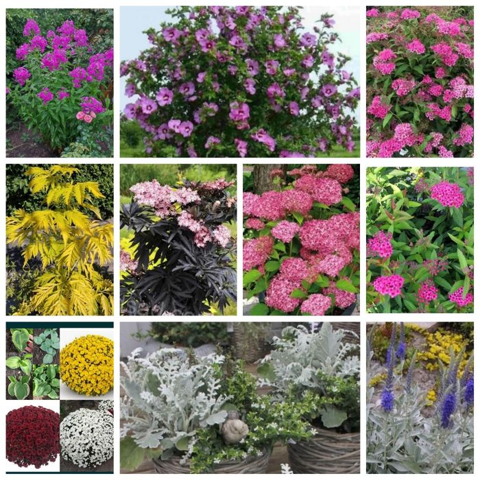 Котовник , шалфей ,, перовски,,акебия лапчатка , флокс глициния розы