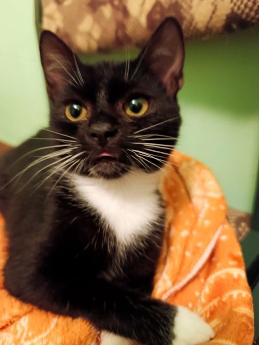 Seba i Czaruś idealny dwupak