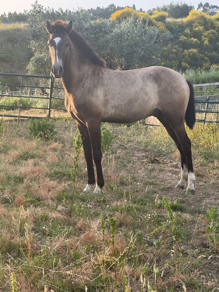Poldro lusitano 1 ano