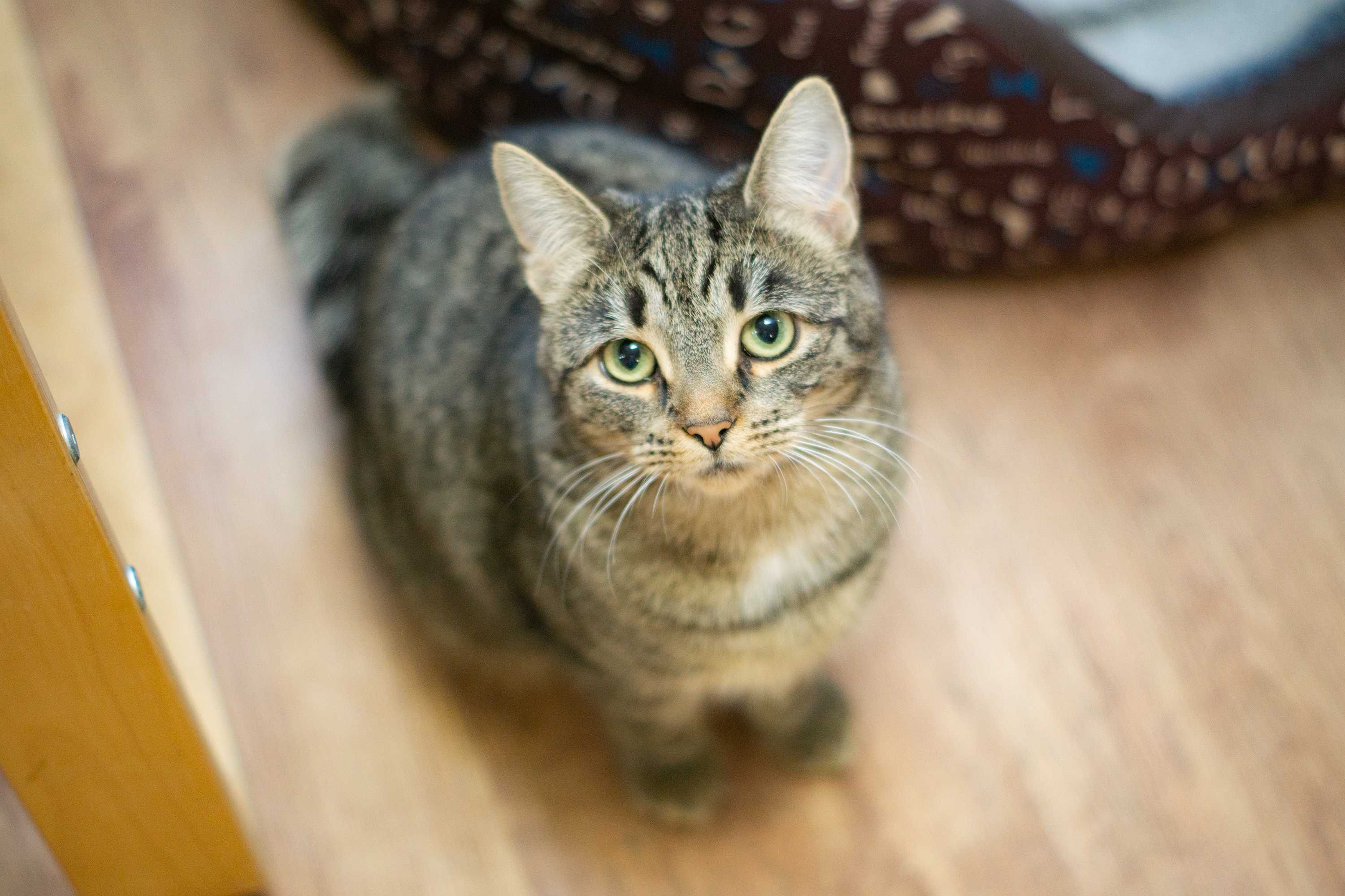 Kiara - kotka do adopcji