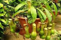 Мухоловка  Непентес (лат. Nepenthes) h -25 см