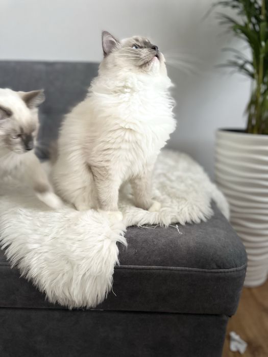 Cudowny Kocurek FPL gotowe do odbioru