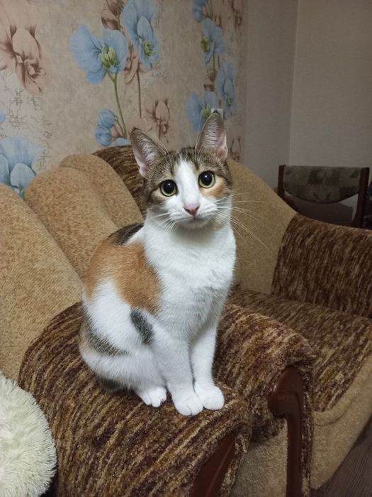 Дівчинка Нюша стерилізована