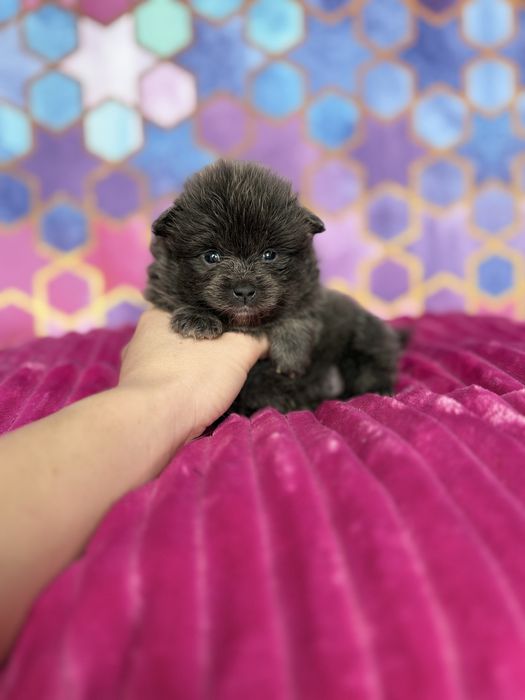 Pomeranian suczka blue Pandora