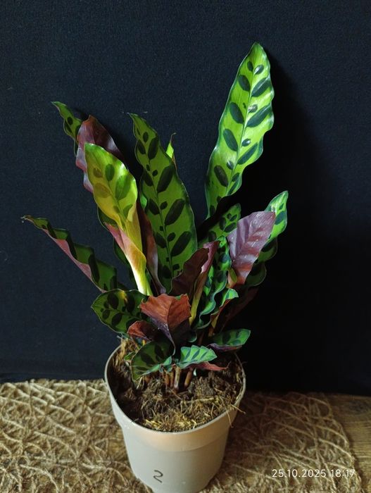 Калатея Лансіфолія