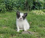 Chihuahua długowłosy szczeniak z rodowodem FCI