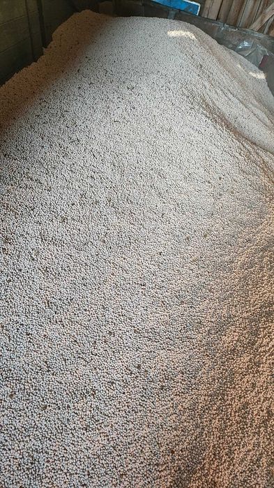 Łubin słodki biały