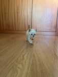 Gatinho 2meses siamês muito meigo