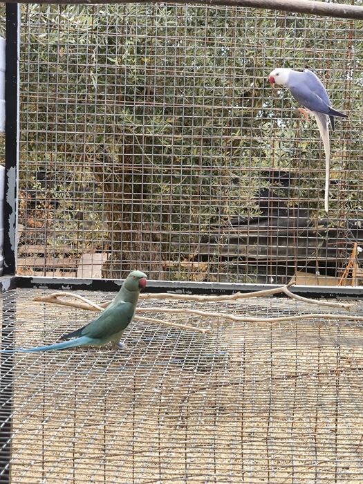 Casal Ringnecks reprodutor