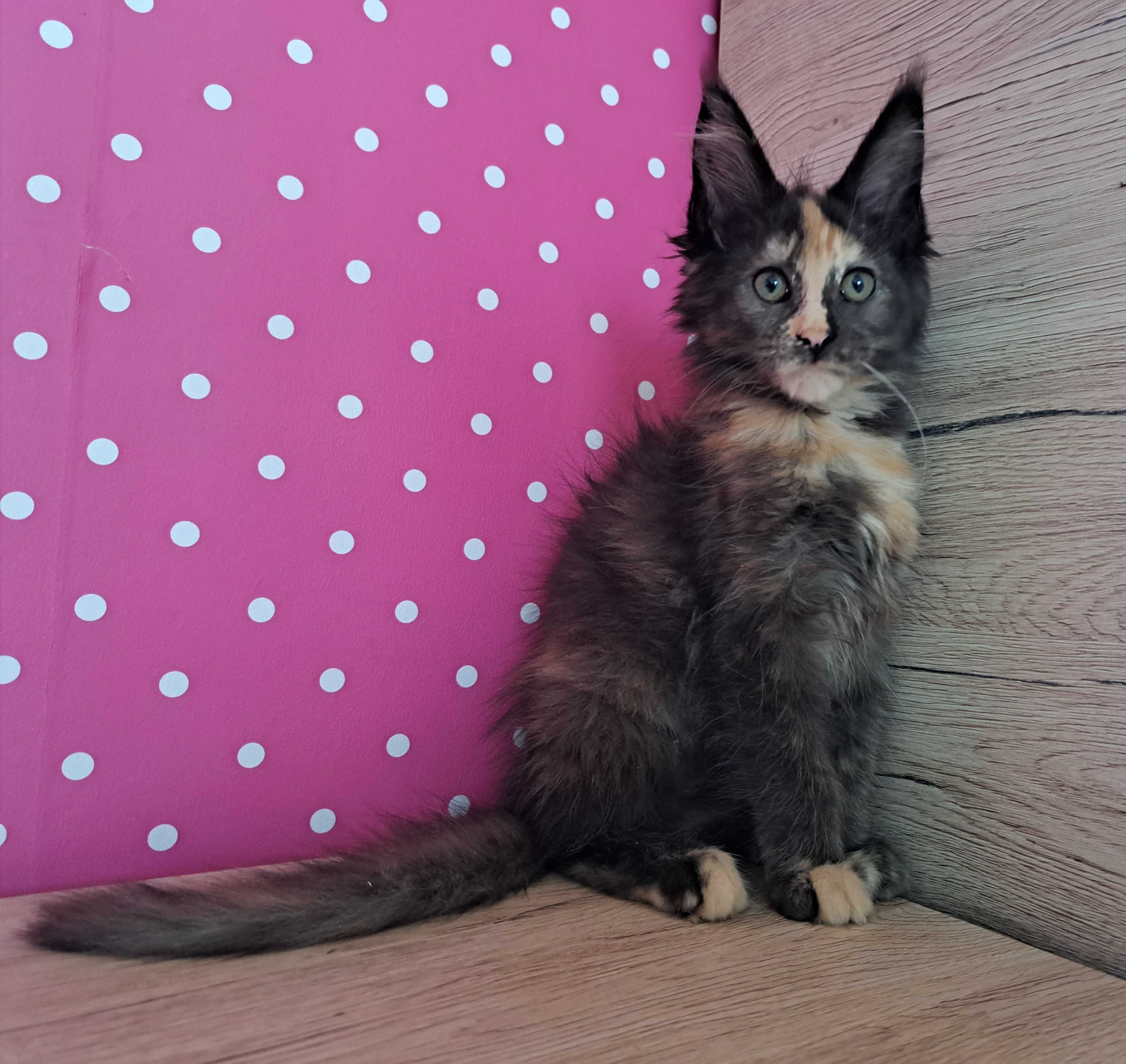 Kotka Maine Coon