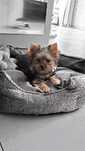 Maleńka, delikatna niunia Mistik,  sunia Yorkshire terrier