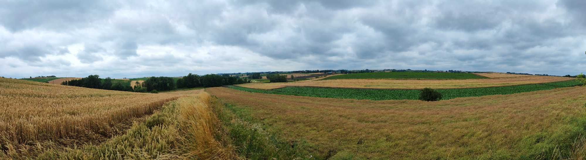 Działka siedliskowa z duszą, 25m x 680m 1,67ha   WZ  Kazimierza Wielka