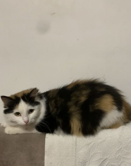 Кошка кошечка котенок