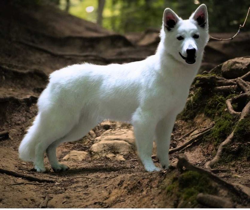 Biały Owczarek Szwajcarski - chłopiec z doskonałym rodowodem FCI