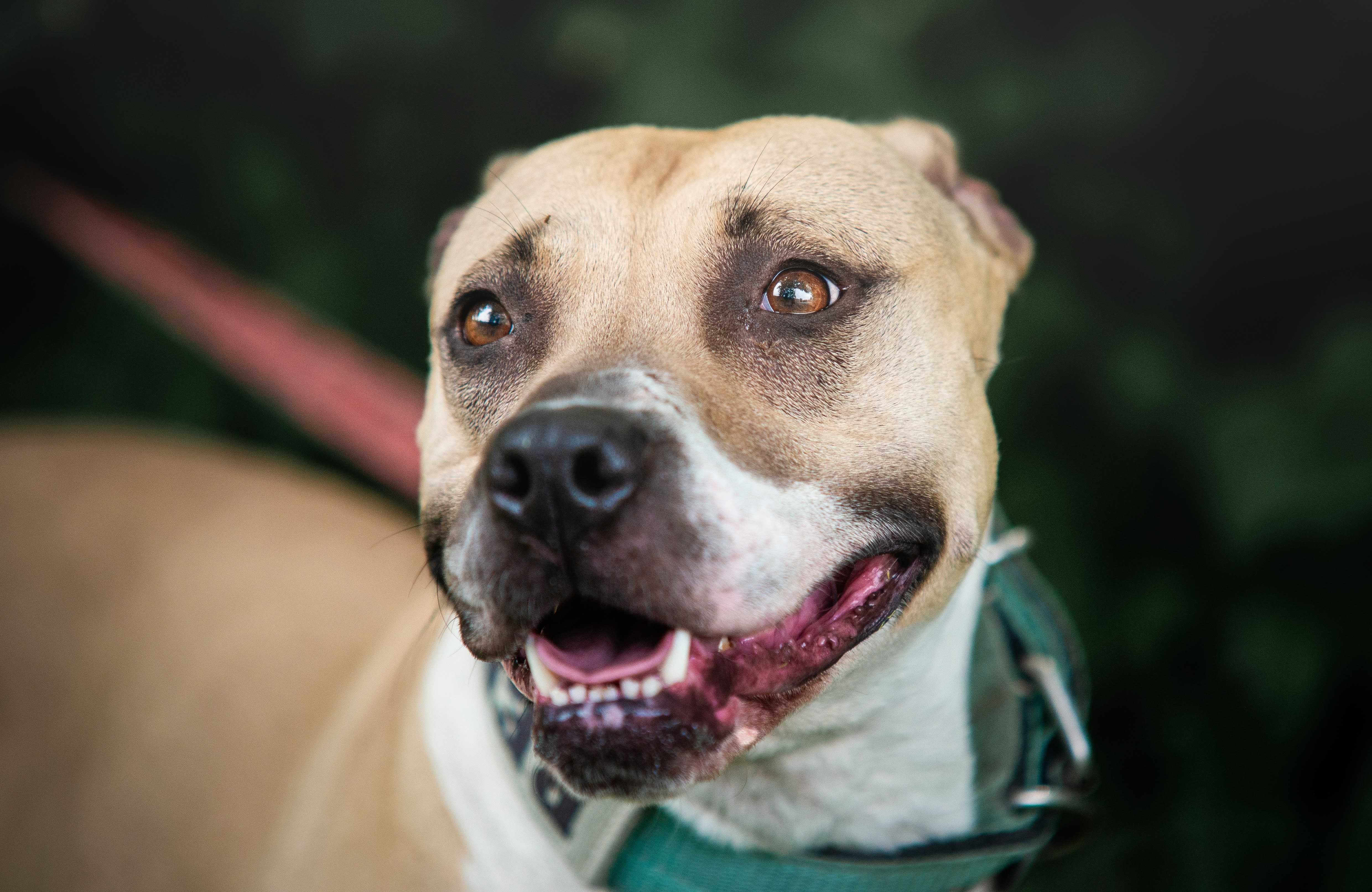 Pitbullka Renesme szuka kochającego domku