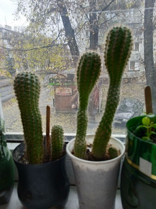 Кактусы разных размеров