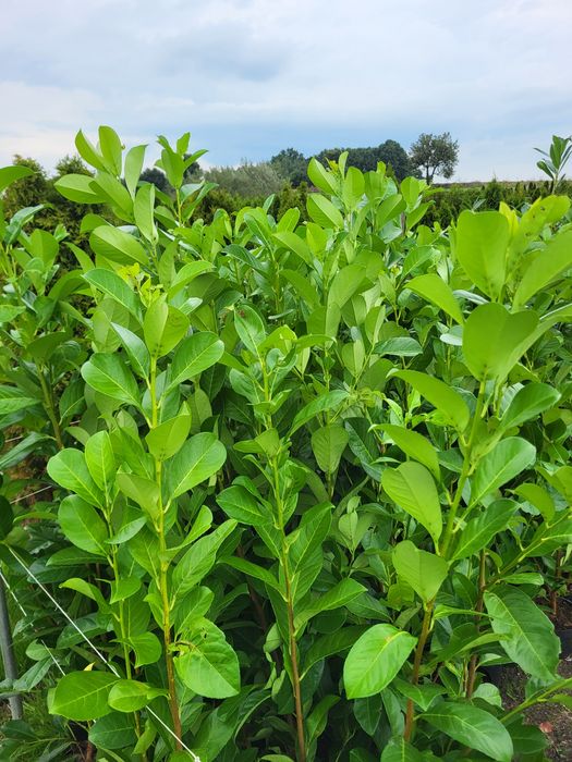 Laurowiśnia, laurowiśnie Novita oraz Kaukaska 100-130cm PROMOCJA