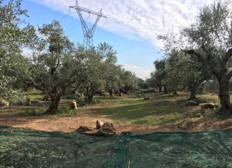Wyjątkowa oliwa z zielonych oliwek. Zbiory PAŹDZIERNIK 2023