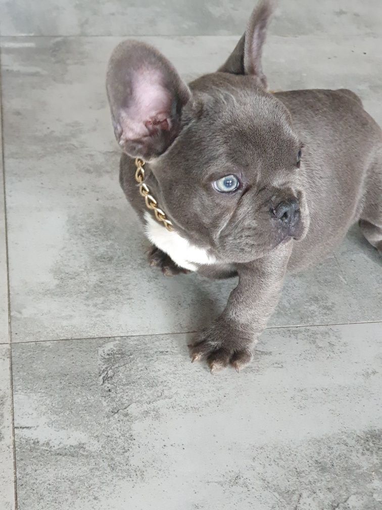 Buldog francuski, /,Blu piesek