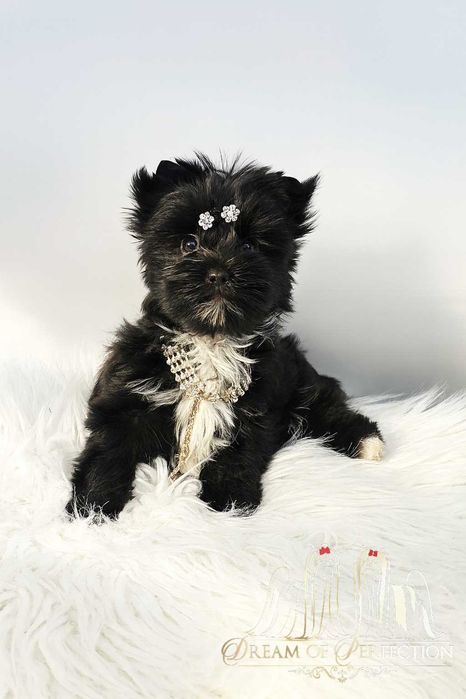 Cudna Czarna Dziewczynka Yorkshire Terrier