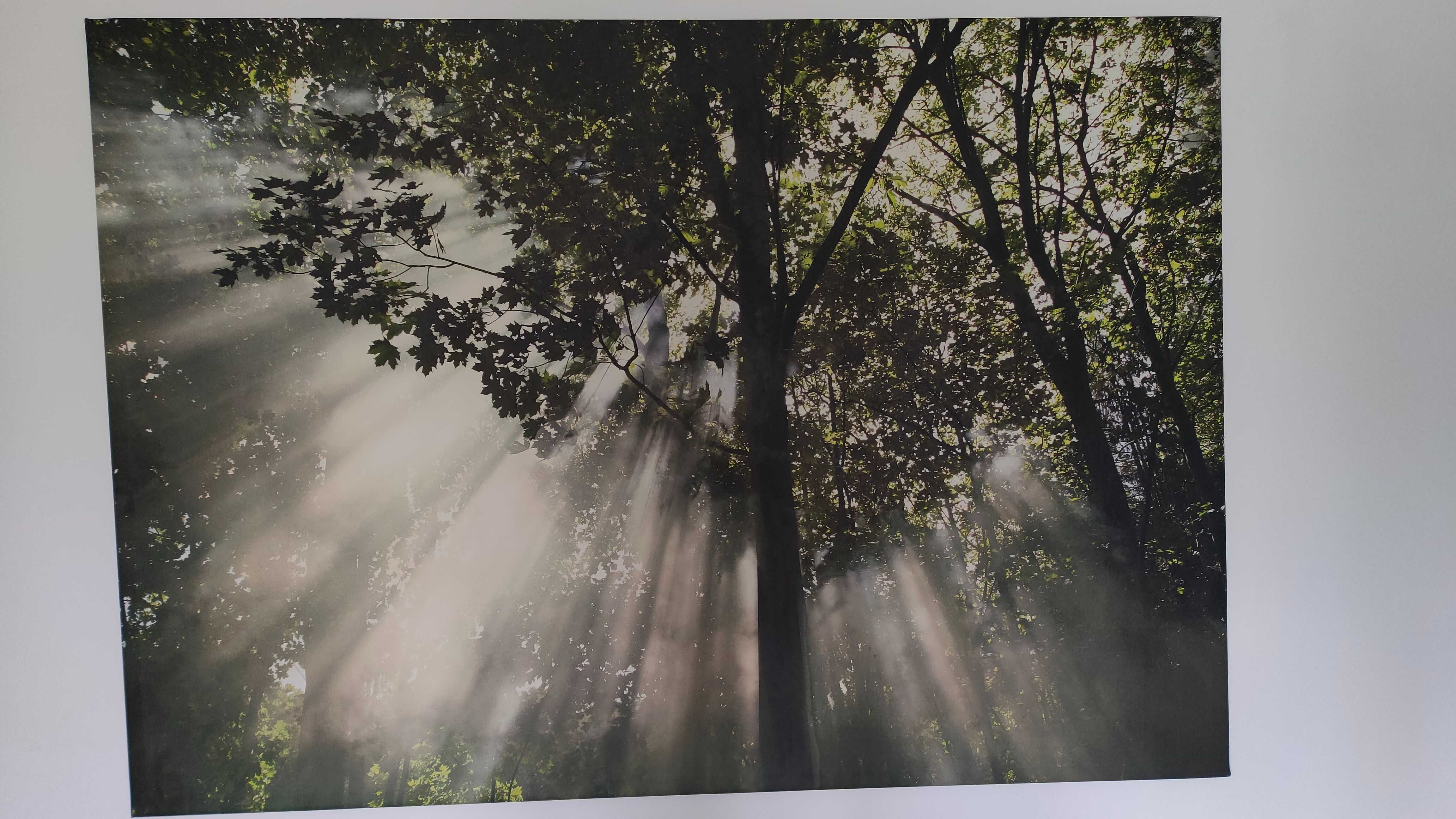 Quadro de fotografia em tela, dimensão 200cm X 140cm, Natureza