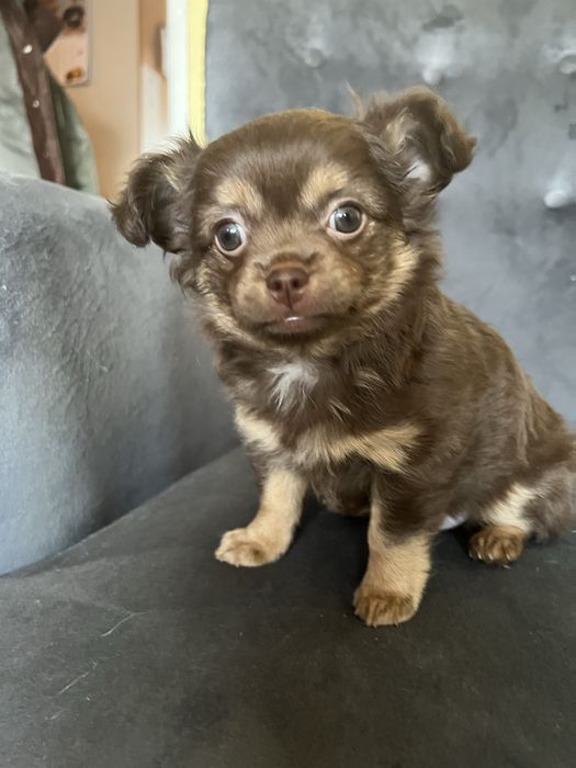 Chihuahua długowłosy