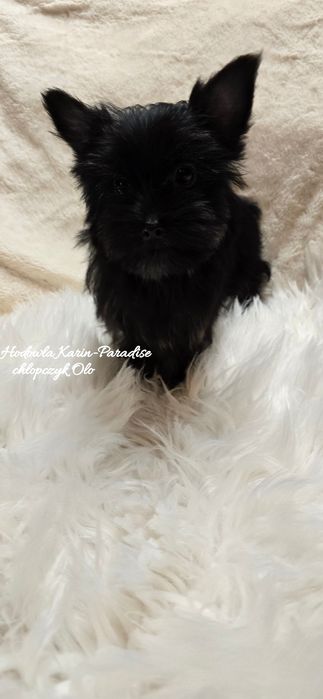 Yorkshire terrier piesek