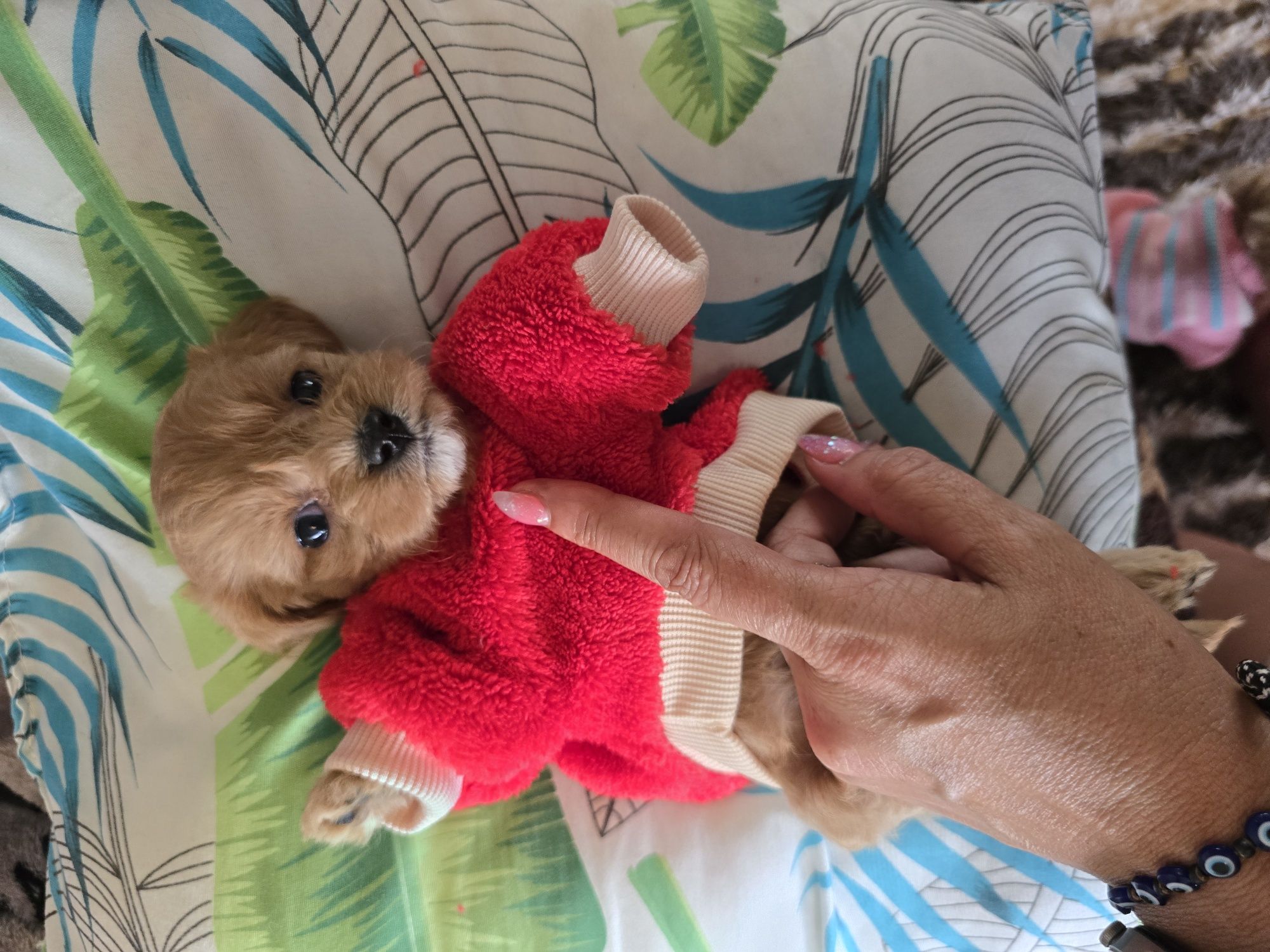 Sunia maltipoo śliczna