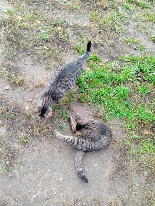 Roczne kotki podam w dobre ręce