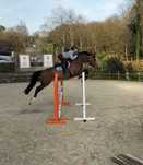 Cavalos Luso warmblood