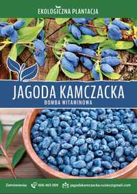 Jagoda Kamczacka - Owoce - Eko - Zbiór trwa