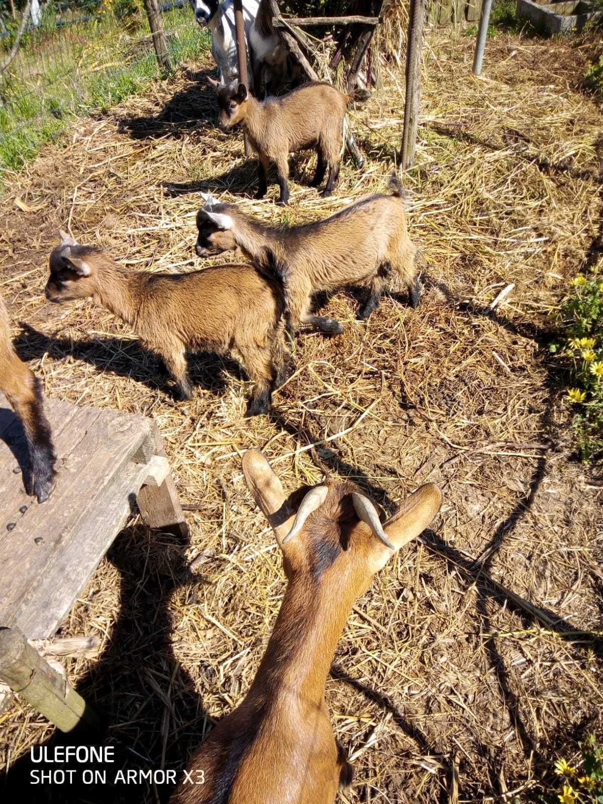 Vendo Cabras anãs