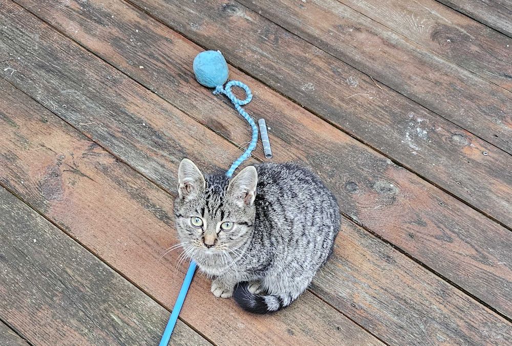 Trzy 4-miesięczne kotki szukają domu