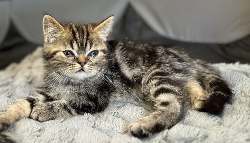 Продам Шотландських котиків