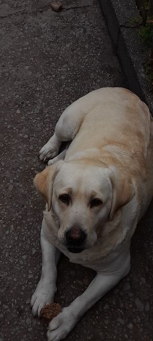 Labrador Retriever com LOP e microchip.