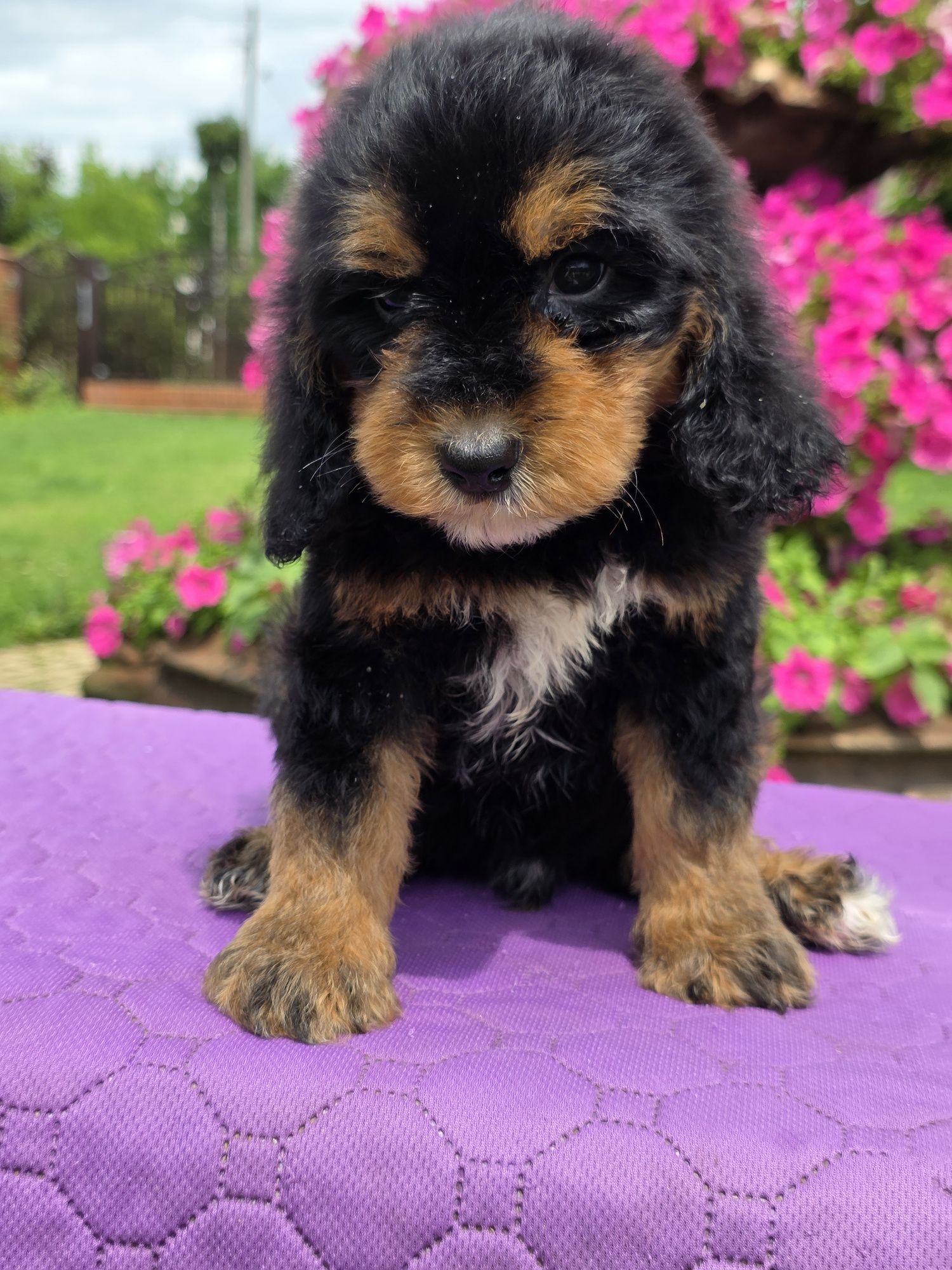 Cockapoo śliczny chlopiec Xawery