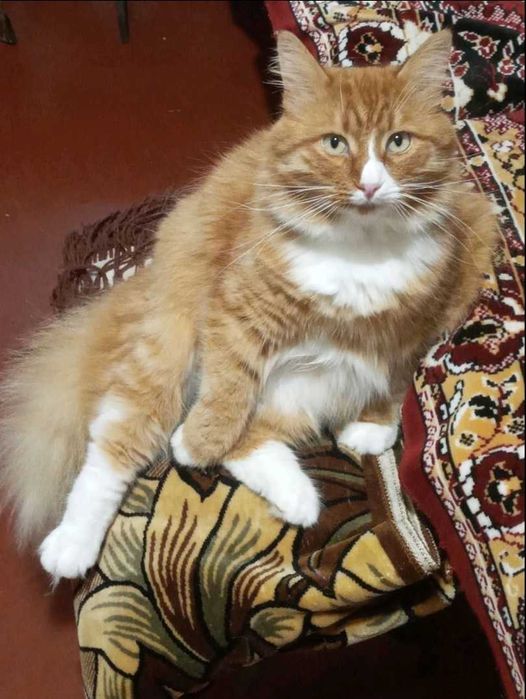 Пропал кот. Днепр, Центральный район