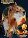 SHIBA INU plany hodowlane jesień