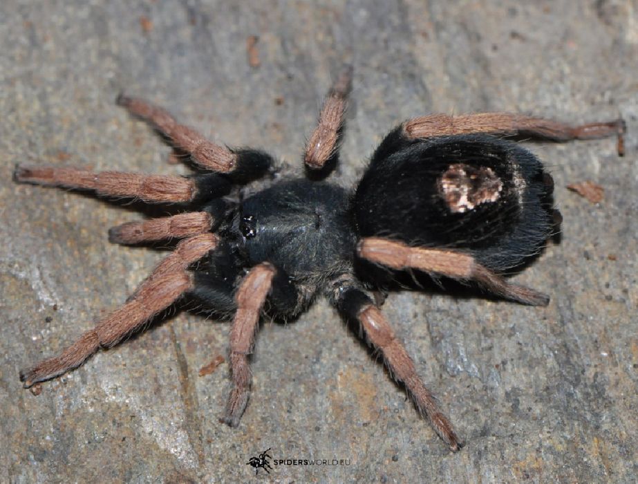 Kochiana Brunnipes samica L8 ~2 DC ptasznik pająk