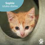 Malutka ruda kotka do adopcji! Poznajcie Sophie!