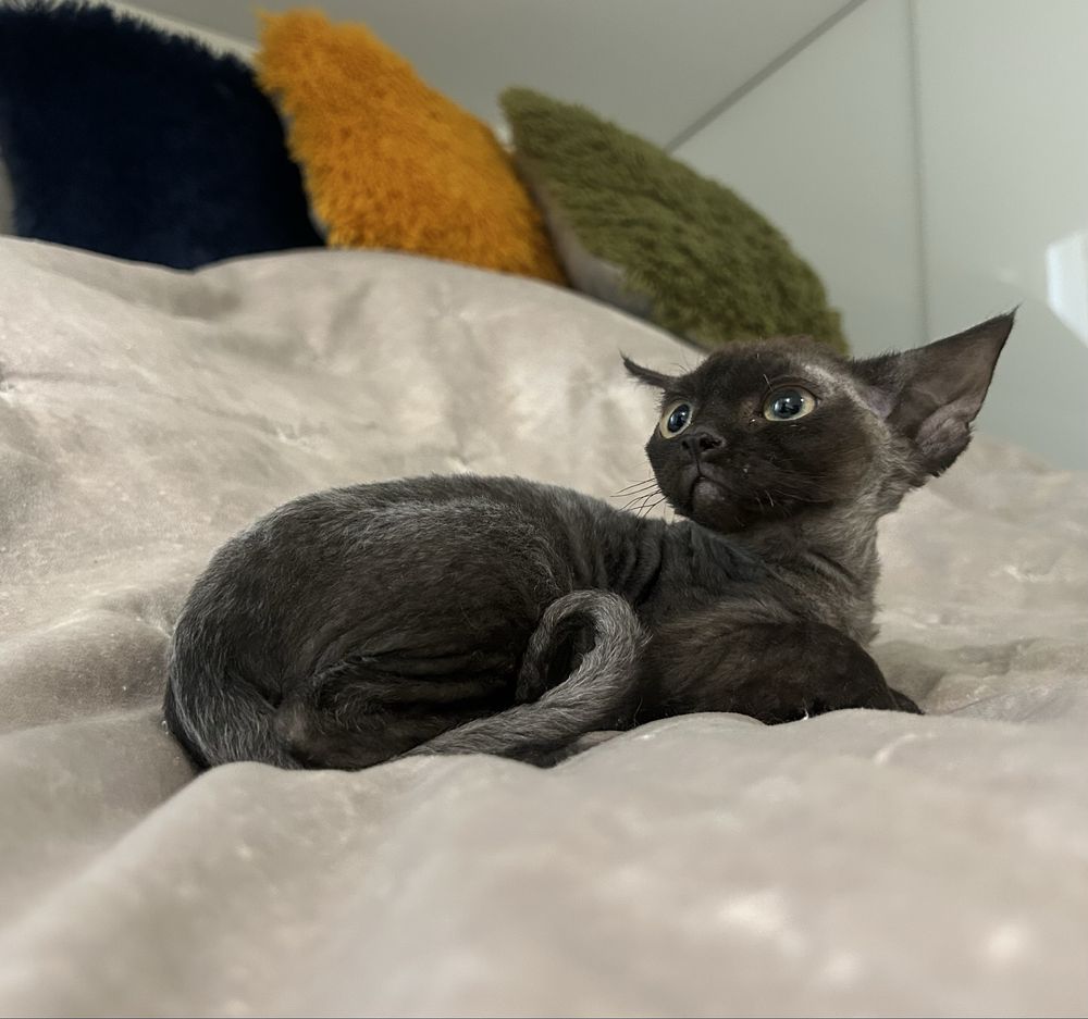 Śliczna kotka, devon rex, czarna