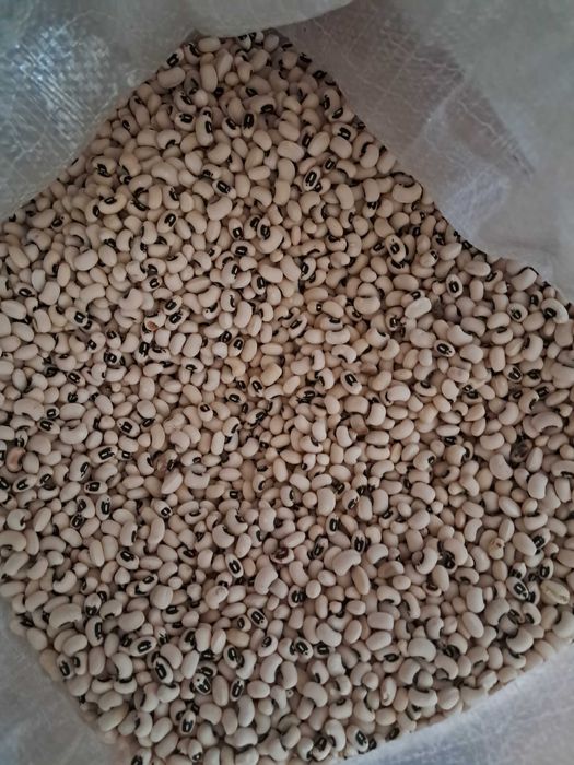 Feijão frade biológico de 2025