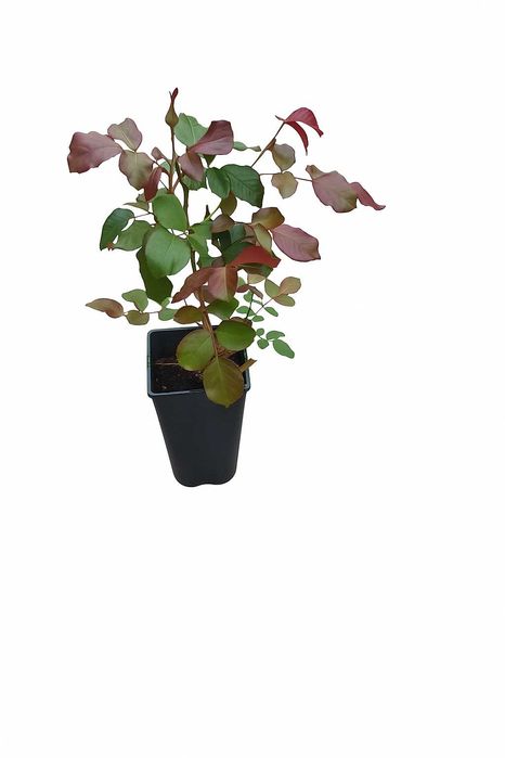 róża pnaca wysoka  biel,czerwień pomarańcz duża 2litry ok 50cm