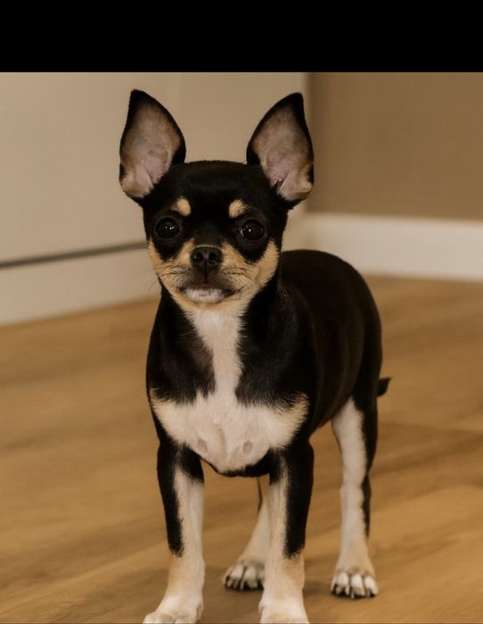 Chihuahua Piesek Czarny Podpalany XXS