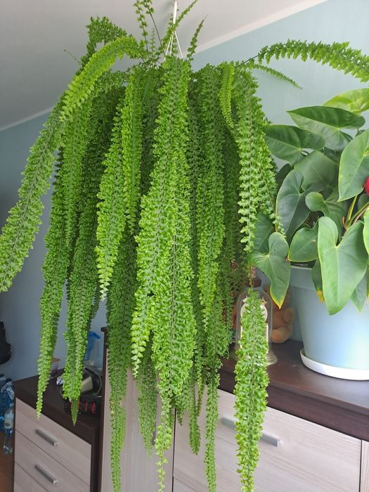 Paprotka wisząca, paproć