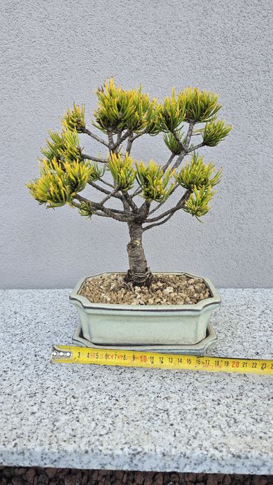Bonsai Pinus mugo carstens winterhold