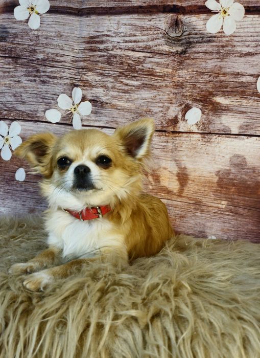 CHIHUAHUA piesek długowłosy ZKwP (FCI)