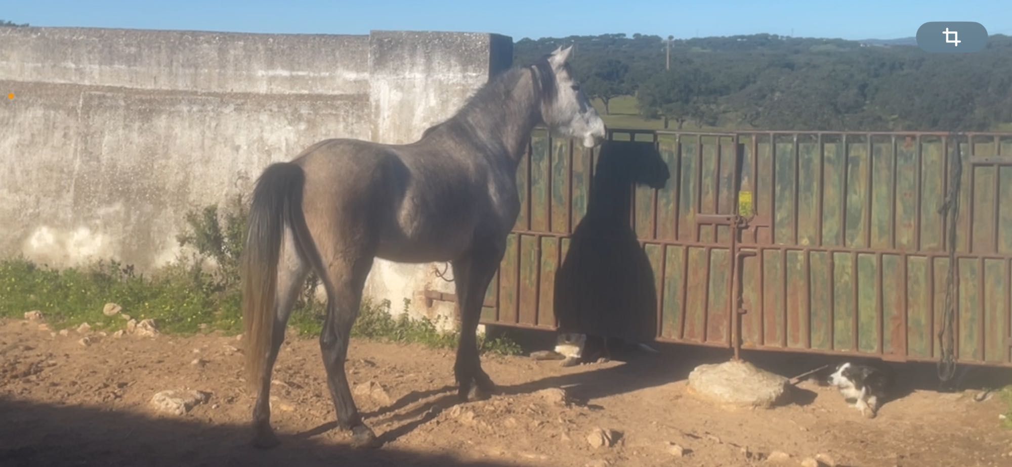 Poldra Hispano-Arabe